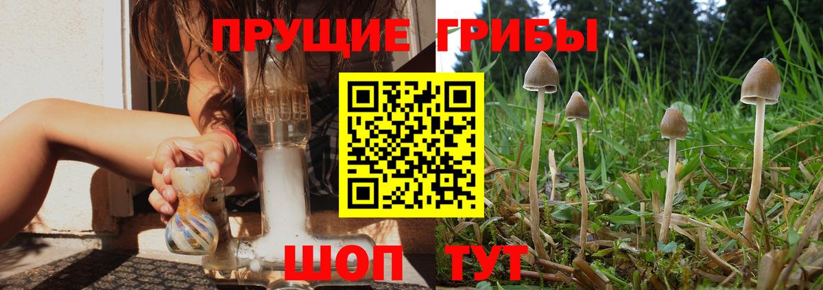Псилоцибиновые грибы Psilocybe Заводоуковск